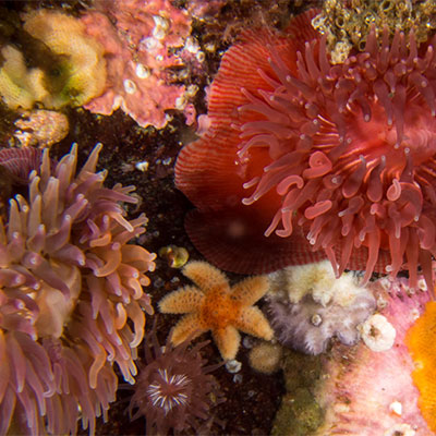photo of anemone and starfish