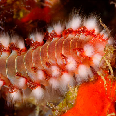 photo of a red bearded fireworm