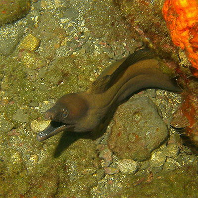 photo of a moray eel