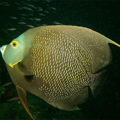 photo of a an angelfish