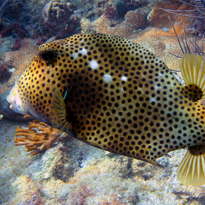 photo of a spotted trunkfish