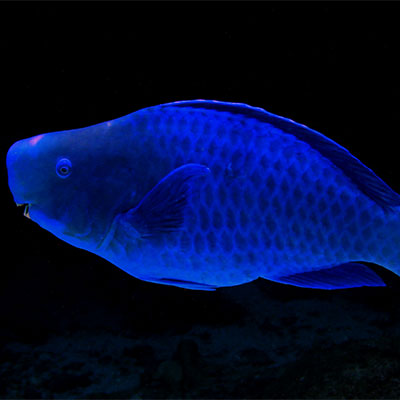 photo of a blue parrotfish