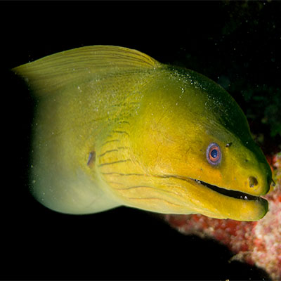photo of a green moray eel
