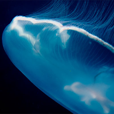 photo of a moon jelly