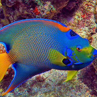 photo of very colorful queen angelfish