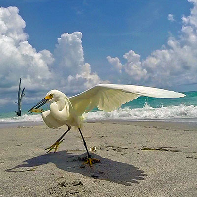 photo of snowy egret