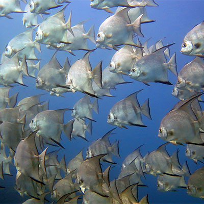 photo of A school of Atlantic spadefish