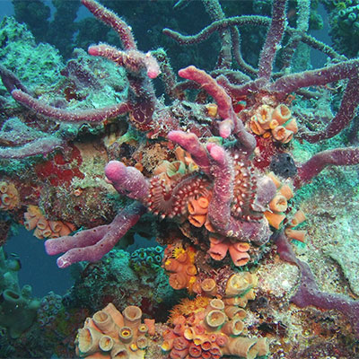photo of soft coral and fireworm