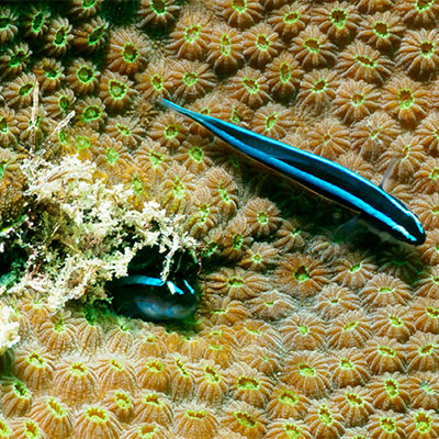photo of A star coral and cleaner goby