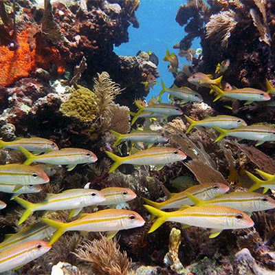 photo of a school of yellow goatfish