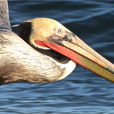 photo of a brown pelican