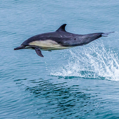 photo of a common dolphin