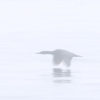 photo of a cormorant in the fog