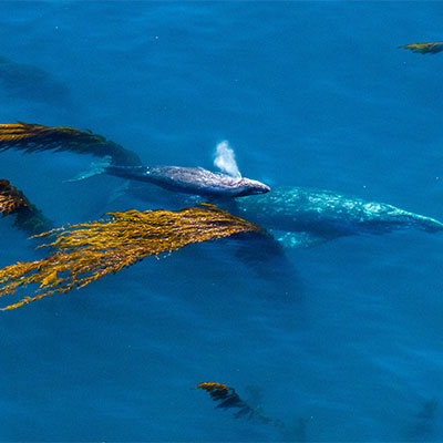 photo of a gray whale cow and calf