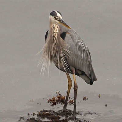 photo of a great blue heron