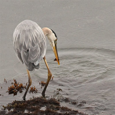 photo of a great blue heron