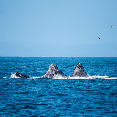 photo of humpback whales