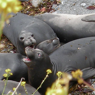photo of molting elephant seals