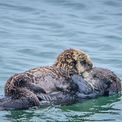 photo of a mother sea otter and her pup