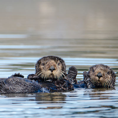 photo of otters