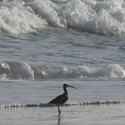 photo of a whimbrel in the sand