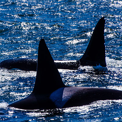 photo of two orcas