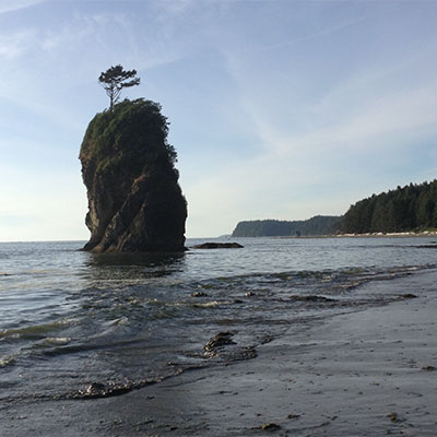 photo ofbeautiful coastal spruce forest that comes right down to the beach