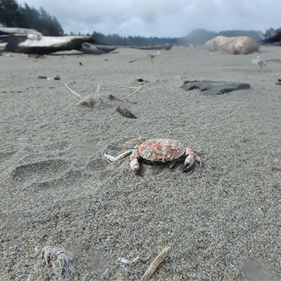 photo of a crab on the beach
