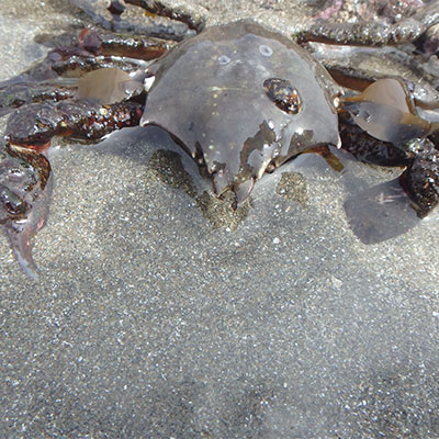 photo of a kelp crab