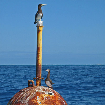 photo of two brown boobies on a buoy