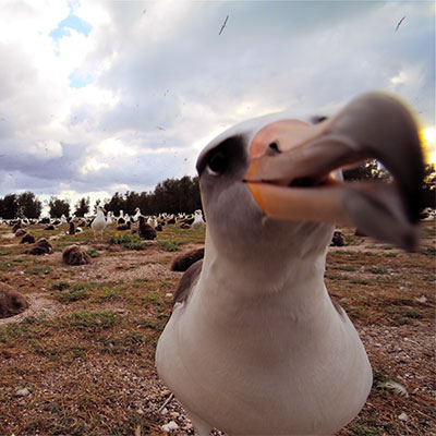 photo of laysan albatrosses