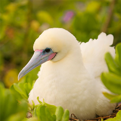 photo of a red-footed booby