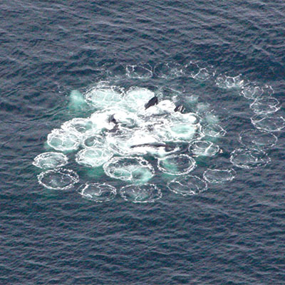 photo humpbacks feeding using a bubble net