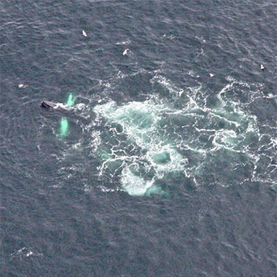 photo humpbacks feeding using a bubble net