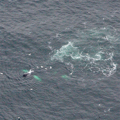 photo of a humpbacks using bubble nets to feed
