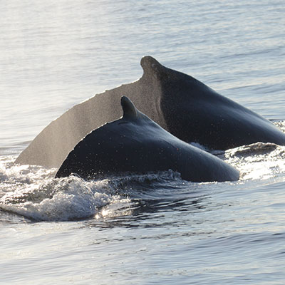 photo of a humpback and calf