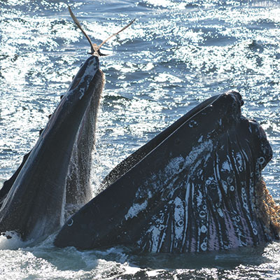 photo of a humpback opening mouth to feed