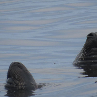 photo of gray seals