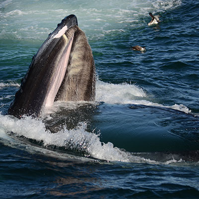 photo of a humpback opening mouth to feed