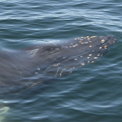 photo of a humpbackwhale swimming