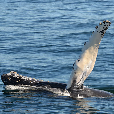 photo of a humpback raising a flipper