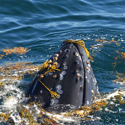 photo of a humpbackwhale calf swimming