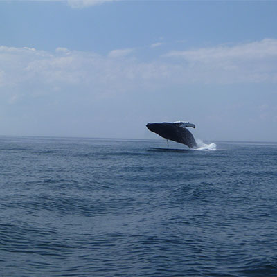 photo of a breaching humpback whale 