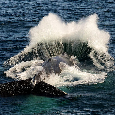 photo of a humpback chin breaching