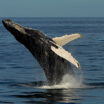 photo of a humpback whale breaching