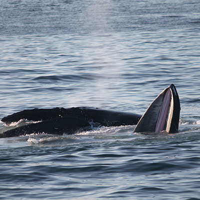 photo of a 2 humpback whales eating