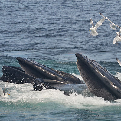 photo of two humpback whales