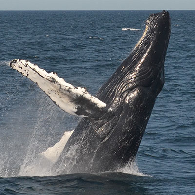 photo of a humpback breaching
