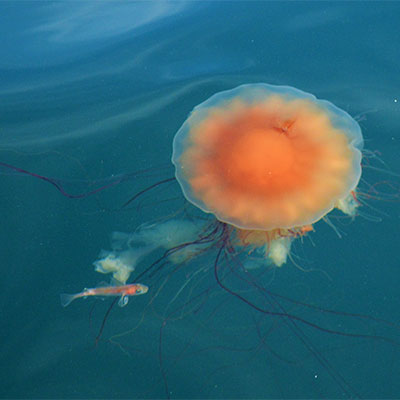 photo of an orange jelly fish