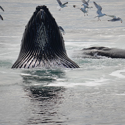 photo of a humpback whale feeding